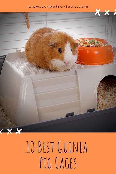 Guinea Pig Cage Accessories, Guinea Pig Information, Indoor Guinea Pig Cage, Guine Pig, Pig Habitat, Guinea Pig Diet, Diy Guinea Pig Cage, Pig Ideas, Guinea Pig Cages