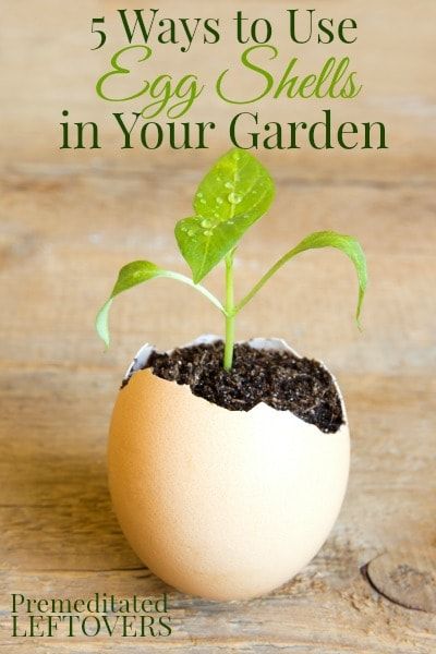 5 Ways to Use Egg Shells in Your Garden Seed Starters, Plant Growing, Egg Shell, Have Inspiration, Garden Soil, Veggie Garden, An Egg, Egg Shells, Permaculture