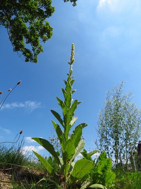 Home Remedies to Make You Feel Better from Cold and Flu (Best Natural Remedies to Use for Sore Throat, Fever, Coughs & Congestion) — Home Healing Harvest Homestead Mullein Tincture, Garden Flooring, Natural Gardens, Fermenting Foods, Sweet Fern, Soil Test, Medicinal Herbs Garden, Spring Planting, Garden Herbs