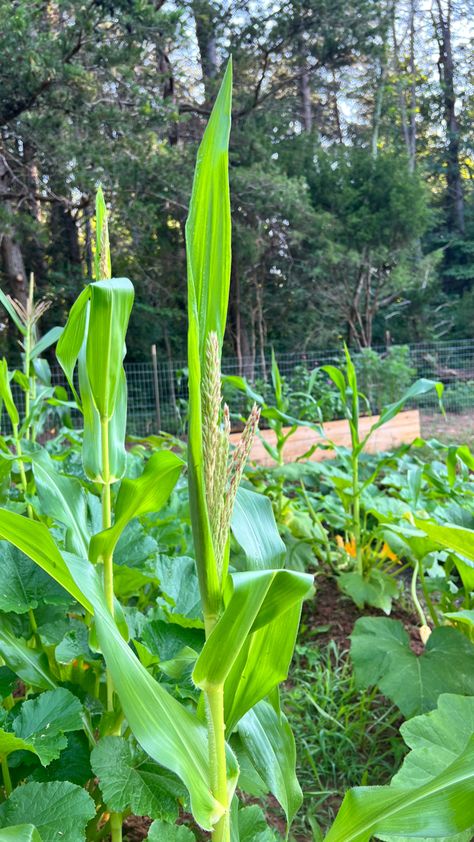 Pros and Cons of Planting the Three Sisters - forevercountryhome 3 Sisters Planting Guide, Three Sisters Planting Method, Three Sisters Garden, Planting Corn, Beginner Garden, Bean Garden, Growing Green Beans, Squash Plant, Growing Corn