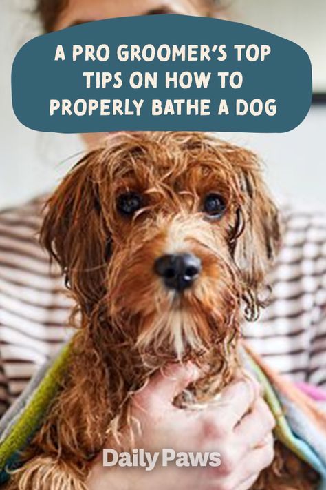 Washing Dogs Tips Bath, Dog Dryer Pet Grooming, How To Groom Your Dog At Home, Dog Grooming Essentials, Dog Grooming Tips Professional, How To Wash A Dog, Dog Grooming Equipment, Dog Grooming For Beginners, How To Bathe A Dog