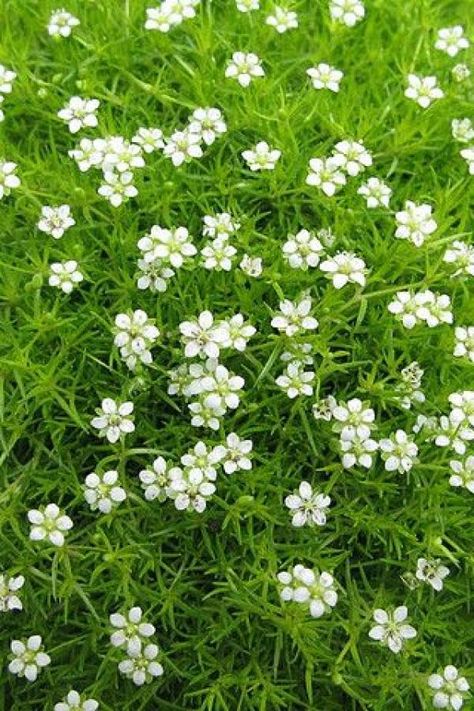 Irish Moss Ground Cover, Sagina Subulata, Cold Climate Gardening, Nursery Tree, Irish Garden, Moss Plant, Prairie Garden, Backyard Plants, Irish Moss