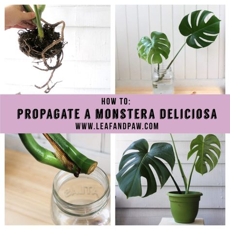 How To: Propagate a Monstera Deliciosa | Leaf and Paw Monstera Plant Care, Plant Care Houseplant, Cheese Plant, Indoor Plant Care, Monstera Plant, House Plants Decor, House Plant Care, Monstera Deliciosa, Plant Cuttings