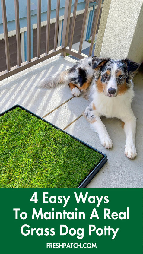 When a Fresh Patch delivery arrives, you'll want these grass care tips to keep your grass staying green. With Fresh Patch, pet potty time is easy and stress-free. Embrace the greener side of potty training with Fresh Patch. Dog Turf, Fake Turf, Potty Time, To Pee, Dog Potty Training, Dog Potty, Apartment Life, Training Your Puppy, Potty Training