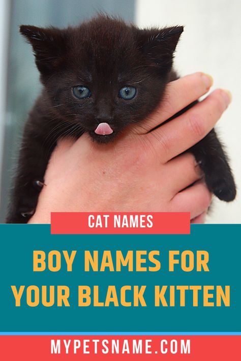 inspiration for your male black kitten name can come from anywhere depending on your pet’s personality. Check out our list of boy black cat names suggestions, to find the ideal name for your cat, whether he is stoic or playful, masculine or cheeky. Male Black Cat Names, Kitten Names Boy, Disney Cat Names, Baby Pet Names, Names For Male Cats, Kitten Names Girl, Pun Names, Boy Cat Names, Girl Cat Names