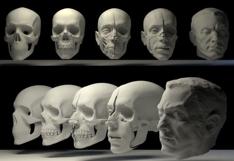 Parts Of The Skull, Watts Atelier, Face Muscles, Planes Of The Face, Skin Anatomy, Skull Anatomy, Eye Anatomy, Head Anatomy, Facial Anatomy