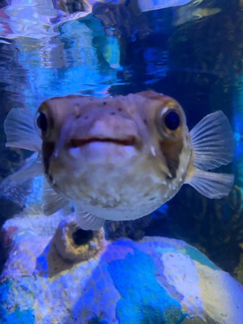 #pufferfish #fish #cute #cuteanimal #aquarium Puffer Fish Aesthetic, Pufferfish Eating Carrot, Funny Puffer Fish, Puffer Fish Art, Cute Puffer Fish, Fish Cute, Puffer Fish, Anna Maria Island, Summer Vibes