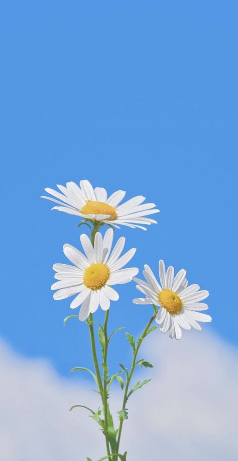 Daisy Flower Aesthetic, Aesthetic 4k Wallpaper, Marguerite Flower, The Best Aesthetic, Best Aesthetic, Phone Wallpaper Boho, 1080p Anime Wallpaper, Chamomile Flowers, Aesthetic Phone