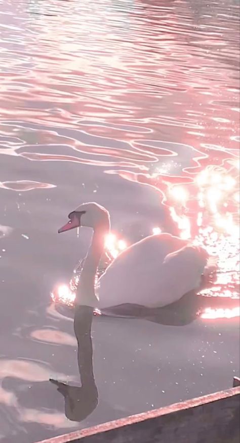 Swan Aesthetic Pink, Pink Swan Aesthetic, Pink Swan Wallpaper, Swan Pink Aesthetic, Swan Aesthetic Wallpaper, Swan Princess Aesthetic, White Swan Aesthetic, Swan Wallpaper, Pink Swan