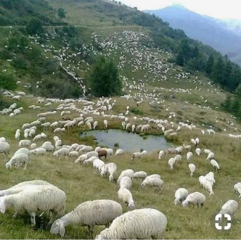 📷 Cemile Köymen 40s Mode, Counting Sheep, Sheep Farm, Sheep And Lamb, The Good Shepherd, Foto Art, 귀여운 동물, Farm Life, Animals Friends