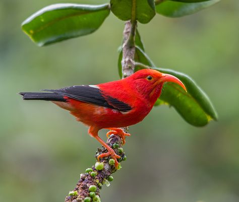 The 'I'iwi is a honeycreeper endemic to the Hawaiian Islands (Vestiaria coccinea) Cedar Waxwing, World Birds, Different Birds, Hawaiian Culture, Rare Birds, Bird Pictures, Exotic Birds, Pretty Birds, Red Birds