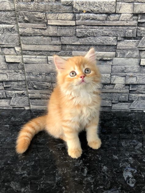 Kitten, cute kitten, persian cat, orange cat Ginger Persian Cat, Orange Persian Cat, Orange Kitty, Orange Kitten, Persian Kitten, Cat Orange, Ginger Kitten, Kitten Cute, Orange Kittens