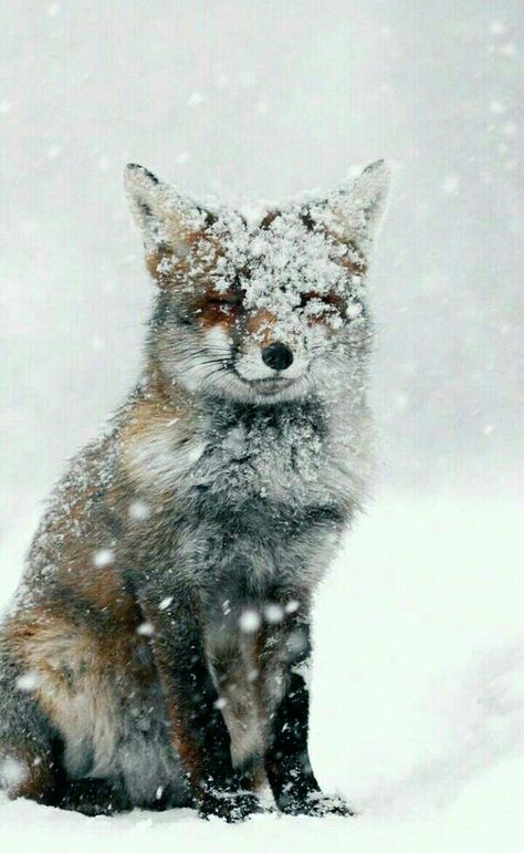 Fox In Snow, Snow Animals, Girly Wallpapers, Winter Animals, Winter Wallpaper, Wild Dogs, Winter Pictures, Happy Animals, Red Fox