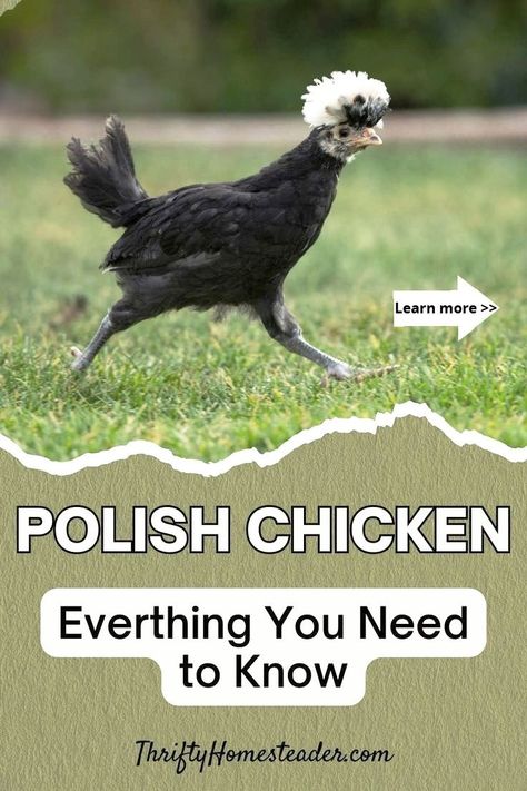 Despite their small size, Polish chickens are known for being hardy and adaptable and can thrive in various environments. Whether you are a seasoned chicken keeper or a first-time owner, Polish chickens can make a great addition to any flock. Polish Hen, Polish Chickens Breed, Polish Chickens, Polish Rooster, Different Breeds Of Chickens, Polish Chicken, Chicken Coloring, Chicken Care, Chicken Farming