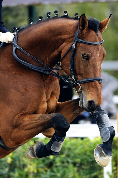 Horse Boarding, Majestic Horse, All The Pretty Horses, Horse Crazy, Horse Equestrian, Horse Jumping, Equine Photography, Horse Photos, Pretty Horses