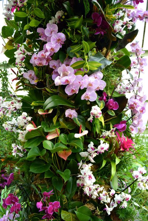 Orchid Archway at the Kew Gardens Orchid Festival 2018 #orchids #kewgardens #london Orchid Garden Design, Garden Orchids, Kew Gardens Orchid Festival, Orchid Greenhouse, Orchid Wall, Thai Garden, Orchid Garden, Hanging Orchid, Orchid House