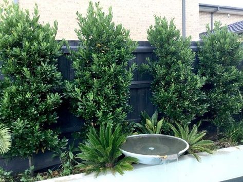 Ficus Tree Outdoor, Bay Leaf Tree, Bay Laurel Tree, Australian Gardens, Fast Growing Hedge, Garden Screens, Australian Trees, Screen Wall, Privacy Plants