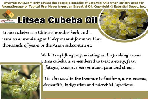 Health benefits of Litsea Cubeba oil | Essential Oil Litsea Essential Oil Benefits, Ayurvedic Practitioner, Medicinal Tea, Litsea Cubeba, Ayurvedic Remedies, Essential Oil Benefits, Citrus Oil, Oil Benefits, Natural Diy