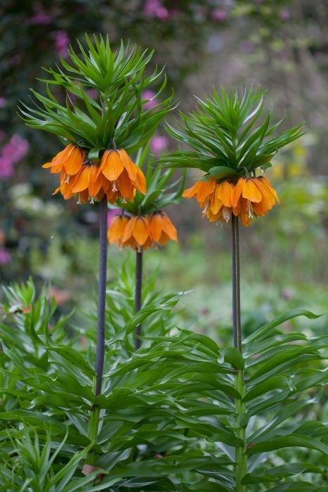 Fritillaria Drawing, Crown Imperial Flower, Fritillaria Raddeana, Fritillaria Imperialis, Fritillaria Rubra Maxima, Lysimachia Nummularia, Fritillaria Meleagris Alba, Beautiful Flowers Photography, Plant Health