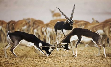 Black Buck Antelope Animal, Black Buck, Animals With Horns, Black Deer, Safari Tour, Wildlife Sanctuary, Endangered Animals, African Wildlife, Wildlife Animals