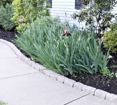 Sidewalk border pavers, edgers.. Flower Bed By Sidewalk, Sidewalk Garden Edging, Landscape Edging Next To Sidewalk, Flower Bed Edging Along Sidewalk, Flower Bed Next To Sidewalk, Flower Beds Next To Sidewalk, Landscape Edging Along Sidewalk, Edging Around Sidewalk, Landscaping Boarder Designs