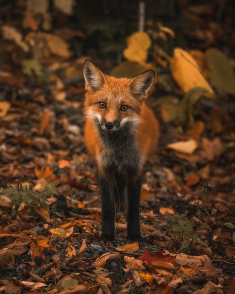 Autumn Court Aesthetic, Court Aesthetic, Autumn Court, Fall Photography Nature, Photo Halloween, Autumn Animals, Foxes Photography, Autumn Magic, Dark Autumn