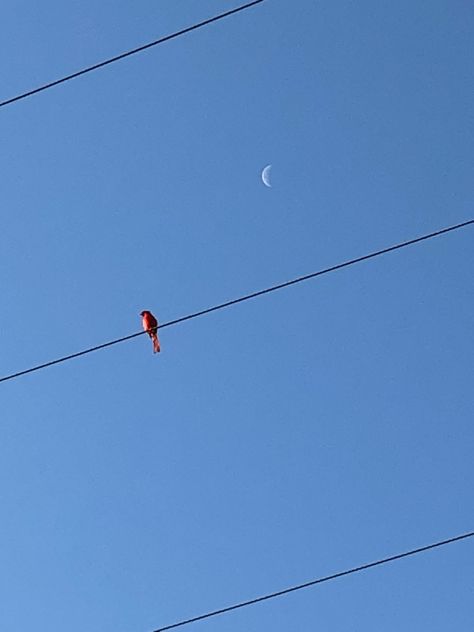 Cloudless skies, red cardinal, and the moon still showing... so calming :) Cardinal Aesthetic, Cloudless Sky, Book Aesthetics, Cardinal Birds, Red Cardinal, American Dream, Sky Aesthetic, Bird Feathers, Cardinals