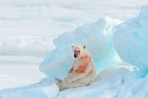 Photographer of the Year Polar Bear Eating, Polar Bear On Ice, Svalbard Norway, Cute Polar Bear, Bear Photos, Bear Cub, Bear Cubs, Oui Oui, Story Ideas