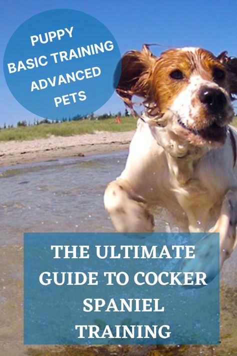 From Puppy to Advanced, Pets to Working Spaniels. Everything that you need to train a Cocker Spaniel. Cocker Spaniel Training, Working Cocker, Spaniel Puppies, Cocker Spaniel, Things To Know, Spaniel, Fur Babies, Train, Puppies