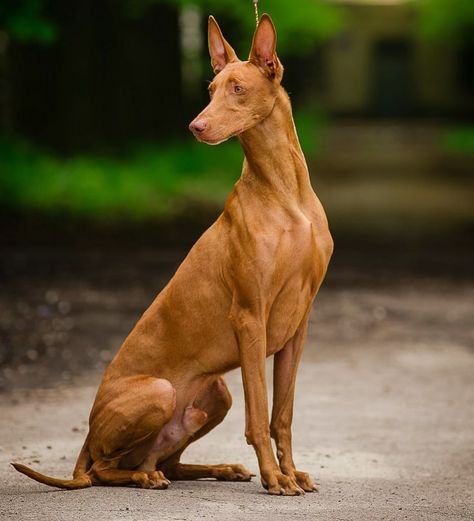 Caletto Falkenhoff Radeberger  6 years Breed ➡️ PHARAOH HOUND From @pharaoh_hound_ukr Sweden/Ukraine . Pharaoh Dog, Egyptian Dog, Dog Posing, Elegant Dog, Ibizan Hound, Pharaoh Hound, Dog Anatomy, Animal Action, Dog Poses