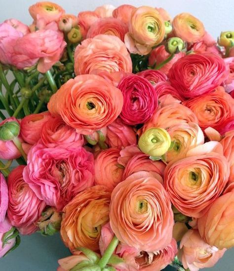 Coral Ranunculus! Deco Floral, Ranunculus, Beautiful Blooms, Orange Flowers, Wedding Flower, Cut Flowers, Love Flowers, Design Floral, My Flower