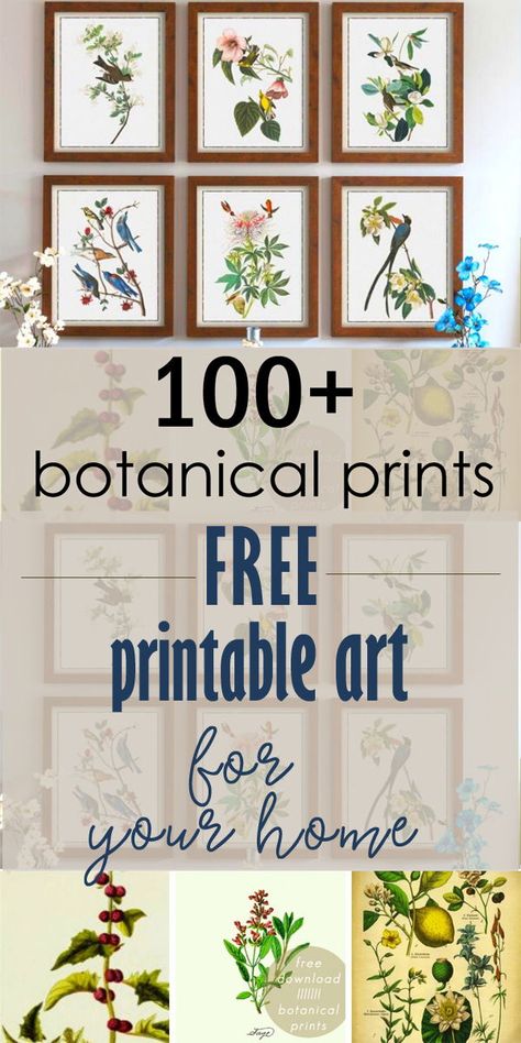 Set Of Four Paintings, Farmhouse Wall Prints, Botanical Prints Free Printable Art, Floral Printables Free, Botanical Pictures Wall Art, Printable Floral Wall Art, Wall Art Pictures Free Printables, Free Prints For Walls, Diy Botanical Wall Art