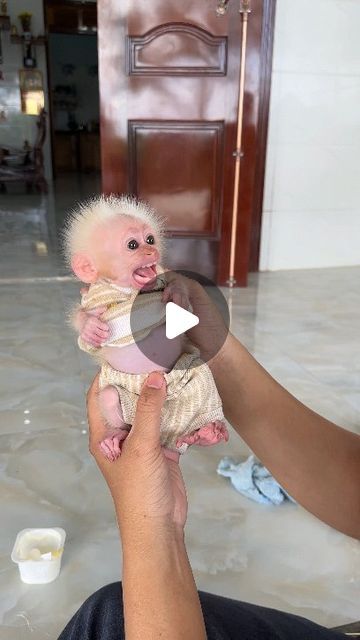 Baby Monkey on Instagram: "Baby Monkey talking so sweetly. . . . . #love #instagood #photooftheday #fashion #beautiful #happy #tbt #like4like #followme #picoftheday #follow #me #selfie #summer #art #instadaily #friends #repost #cutebaby #cutemonkey #babymonkey #monkeys #monkey #animalworld2855 #animal #funnyvideos" Silly Monkey Pictures, Baby Monkeys Cutest, Baby Monkey For Sale, Baby Monkey Videos, Winged Monkeys, Monkey Video, Monkeys For Sale, Cute Monkey Pictures, Happy Monkey