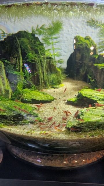 🌿Coco🌿 on Instagram: "The shrimp got some fluval bug bites too munch on. I like to feed front and center so I can watch 👀 *I have a pinned video on my page with details and answers to FAQs on this tank ♡ ♡ #aquascape #aquascaping #plantedtank #aquarium #fishtank #fish #natureaquarium #nature #shrimp #shrimptank #neocaridina #redcherryshrimp #cherryshrimp" Mini Shrimp Tank, Neocaridina Shrimp Tank, Shrimp Tank Aquascape, Shrimp Aquascape, Marimo Moss Ball Aquarium, Moss Ball Aquarium, Shrimp Tanks, Aqua Scape, Terrarium Scene