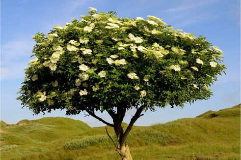 Elder tree Zodiac Signs Birthday, Identifying Trees, Celtic Tree Astrology, Elderflower Recipes, Elder Tree, Horse Chestnut Trees, Tree Species, Garden On A Hill, Mountain Ash