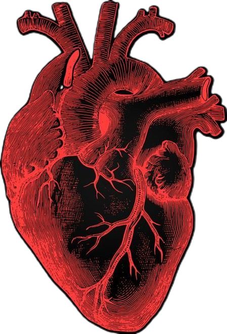 Human Heart - Anatomical Rendering on Dark Background free stock illustration by Jack Moreh #StockVault Human Heart Art, Heart Wallpaper Hd, Anatomical Heart Art, Heart Poster, Heart Illustration, Heart Drawing, Hd Phone Wallpapers, Anatomical Heart, Human Heart