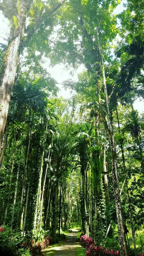 Forest In The Philippines, Malaybalay Bukidnon, Bukidnon Philippines, Palawan, The Forest, Philippines, Plant Leaves, Avatar, Forest