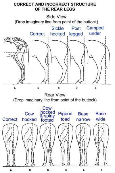 May 30, 2019 - The final part of my Conformation Blog is about the equine engine; the hindquarters. The shape of the quarters and the angle of the joints are good indicators of the horse`s potential for speed and… Throughbred Horses, Horse Lessons, Horse Information, Horse Care Tips, Horse Facts, Horse Info, Horse Riding Tips, Horse Anatomy, Horse Camp