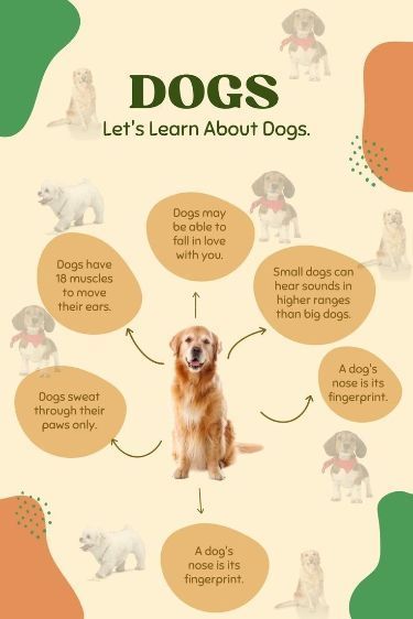 Solve any dog behavior problem tips Brain Games For Dogs, Bored Dog, Dog Advice, Easiest Dogs To Train, Dog Behavior Problems, House Training Dogs, Dog Nose, Dog Information, Bad Behavior