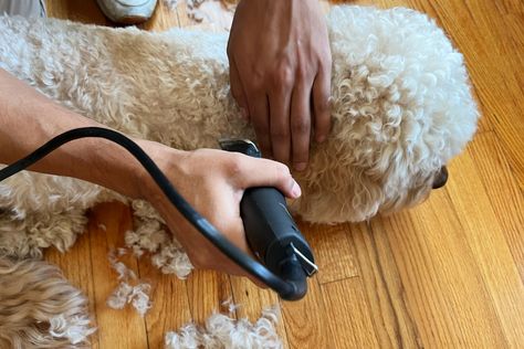 Trips to the groomer can add up quickly, but with a good pair of dog clippers, you can keep your dog looking great for a whole lot less. Dog Dryer, Dog Hair Dryer, Pet Hair Dryer, Dog Grooming Clippers, Long Haired Dogs, Dog Clippers, The Spruce, Dog Haircuts, Diy Haircut