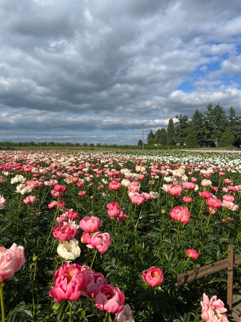 Peony Pink Aesthetic, Field Of Peonies, Carnation Flower Garden, Carnation Field, Peonies Field, Peony Flower Aesthetic, Aesthetic Flower Field, Peony Field, Pink Flower Field