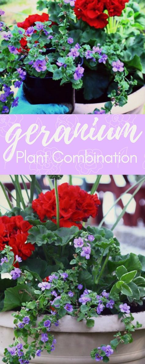 The easiest plant combination featuring Geraniums, a great sturdy, vibrant summer flower. Very showy blooms that last all summer and into fall! #TheTwinCedars #geraniums #flowers #gardening #redandpurple Geranium Planters, Geraniums Garden, Container Gardening Ideas, Front Porch Flowers, Potted Geraniums, Geranium Plant, Fairy Garden Ideas, Porch Flowers, Geranium Flower