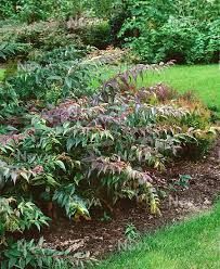 Leucothoe Rainbow - Media Database Leucothoe Rainbow, Clematis, Stepping Stones, 19th Century, Rainbow, Google Search, In This Moment, Media, Outdoor Decor