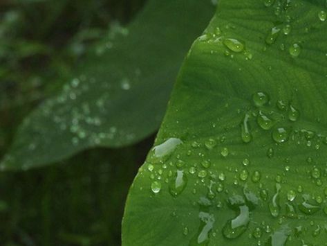 For a truly tropical effect in your garden, try the elephant ear, Colocasia esculenta, also known as taro and dasheen. They sprout from potato-like tubers, with large, heart-shaped leaves on long stalks that can make clumps 4 feet high or more. They love moisture, even growing in standing water, but need drier ... Colocasia Esculenta, Taro Plant, Snake Plant Care, Hummingbird Plants, Tropical Africa, Elephant Ear Plant, Organic Compost, Patio Pots, Elephant Ears