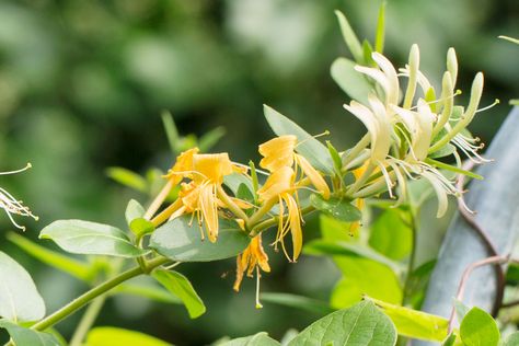 How to Transplant Honeysuckle Vines (with Pictures) Vine With Flowers, Honeysuckle Vines, Wild Honeysuckle, Witchy Garden, Colorado Blue Spruce, Honeysuckle Vine, Types Of Christmas Trees, Scent Garden, Growing Garden