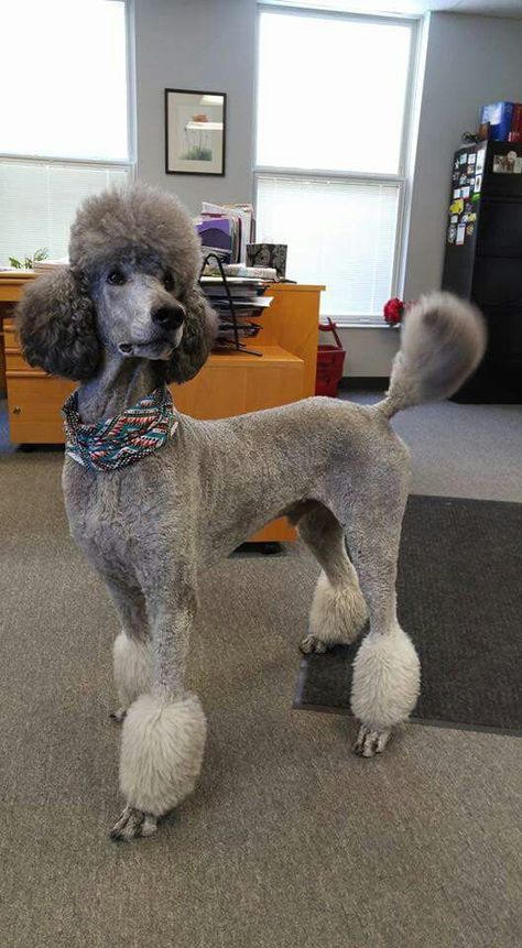 Summer Poodle Cuts, Standard Poodle Haircut Styles Summer, Standard Poodle Haircut Styles Short, Dog Vest Diy, Standard Poodle Cuts, Poodle Puppy Cut, Standard Poodle Haircuts, Poodle Haircuts, Poodle Haircut Styles