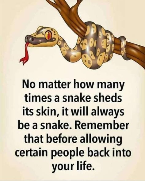 A Snake Will Always Be A Snake!! • #RememberThat Betrayal Quotes, Life Choices Quotes, Choices Quotes, Strong Mind Quotes, Words Of Wisdom Quotes, 10th Quotes, Karma Quotes, Very Inspirational Quotes, Lesson Quotes