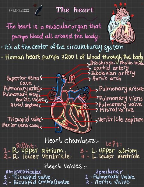 The Heart Diagram Notes, Cardiac System Anatomy, Anatomy Of The Heart Aesthetic, Nurse Study Notes Heart, Heart Structure Notes, The Heart Anatomy Notes, Anatomy Of The Heart Notes, Human Heart Notes Class 10, Heart Notes Anatomy