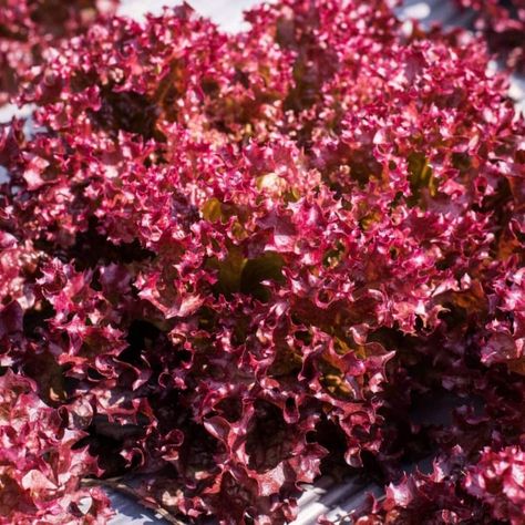 Plant Lettuce, Red Lettuce, Red Leaf Lettuce, Leaf Lettuce, Lettuce Seeds, Unique Vegetables, Rare Seeds, Colored Leaves, Spring Vegetables