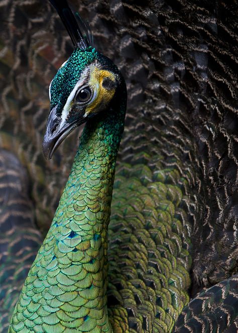 Explore thomas motyka's photos on Flickr. thomas motyka has uploaded 390 photos to Flickr. Raising Peafowl, Pea Fowl, Green Peafowl, Bird Peacock, Peacock Images, Peacock Photos, Tropical Forests, Green Peacock, Amazing Birds